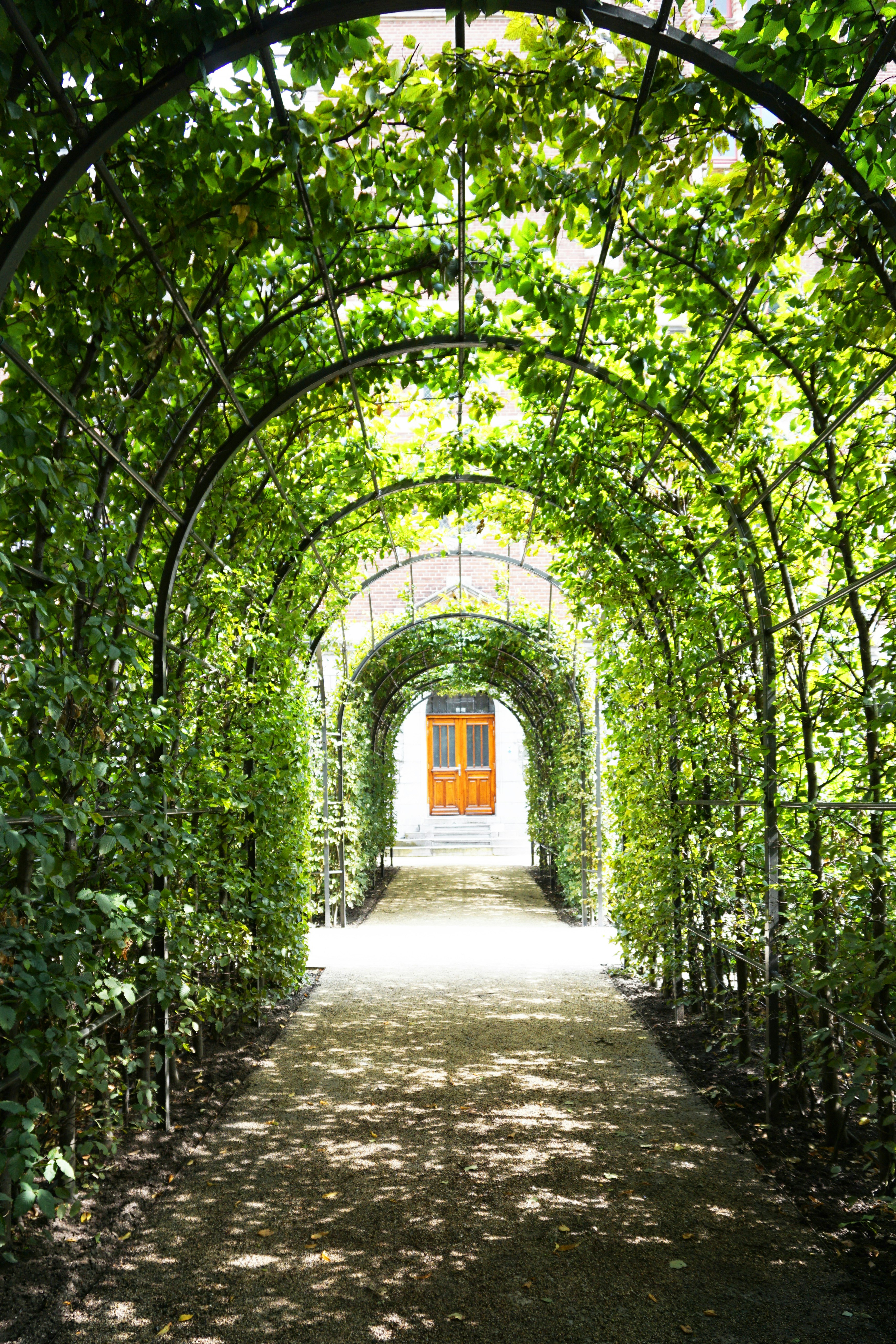 green trees on gray concrete pathway